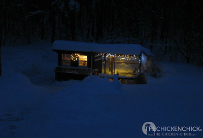 What? You don't decorate your coop and run for Christmas? What? You don't decorate your coop and run for Christmas?