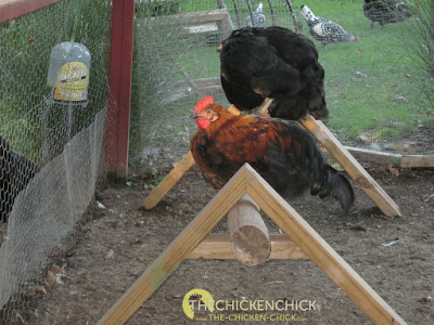 Max, one of my original Black Copper Marans roosters. Max, one of my original Black Copper Marans roosters.