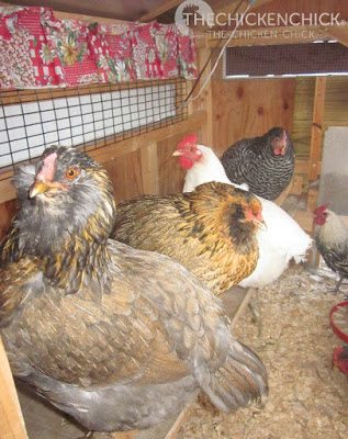 We added windows for ventilation on the north and south sides of the coop in the summer of 2010, which was one of the hottest in New England history. We added windows for ventilation on the north and south sides of the coop in the summer of 2010, which was one of the hottest in New England history.