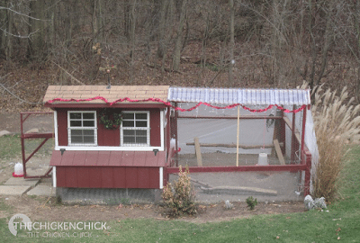 What? You don't decorate your coop and run for Christmas? What? You don't decorate your coop and run for Christmas?