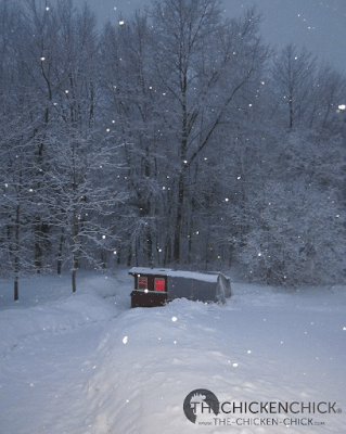 The winter of 2010 was unreasonably snowy. Pretty, but unbearably cold and snowy. Did I mention... snowy? The winter of 2010 was unreasonably snowy. Pretty, but unbearably cold and snowy. Did I mention... snowy?