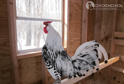 Simon, our Silver Spangled Hamburg rooster. Simon, our Silver Spangled Hamburg rooster.