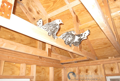 Beware the rafter-roosters. Beware the rafter-roosters.