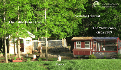 The Chicken Compound. The Chicken Compound.