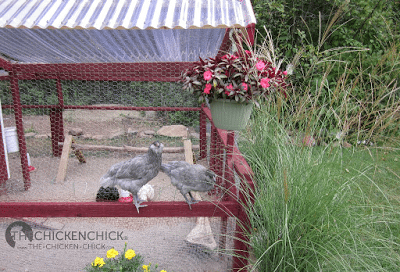 My Blue Ameraucanas, Bessie and Clarice taking time to smell the flowers. My Blue Ameraucanas, Bessie and Clarice taking time to smell the flowers.