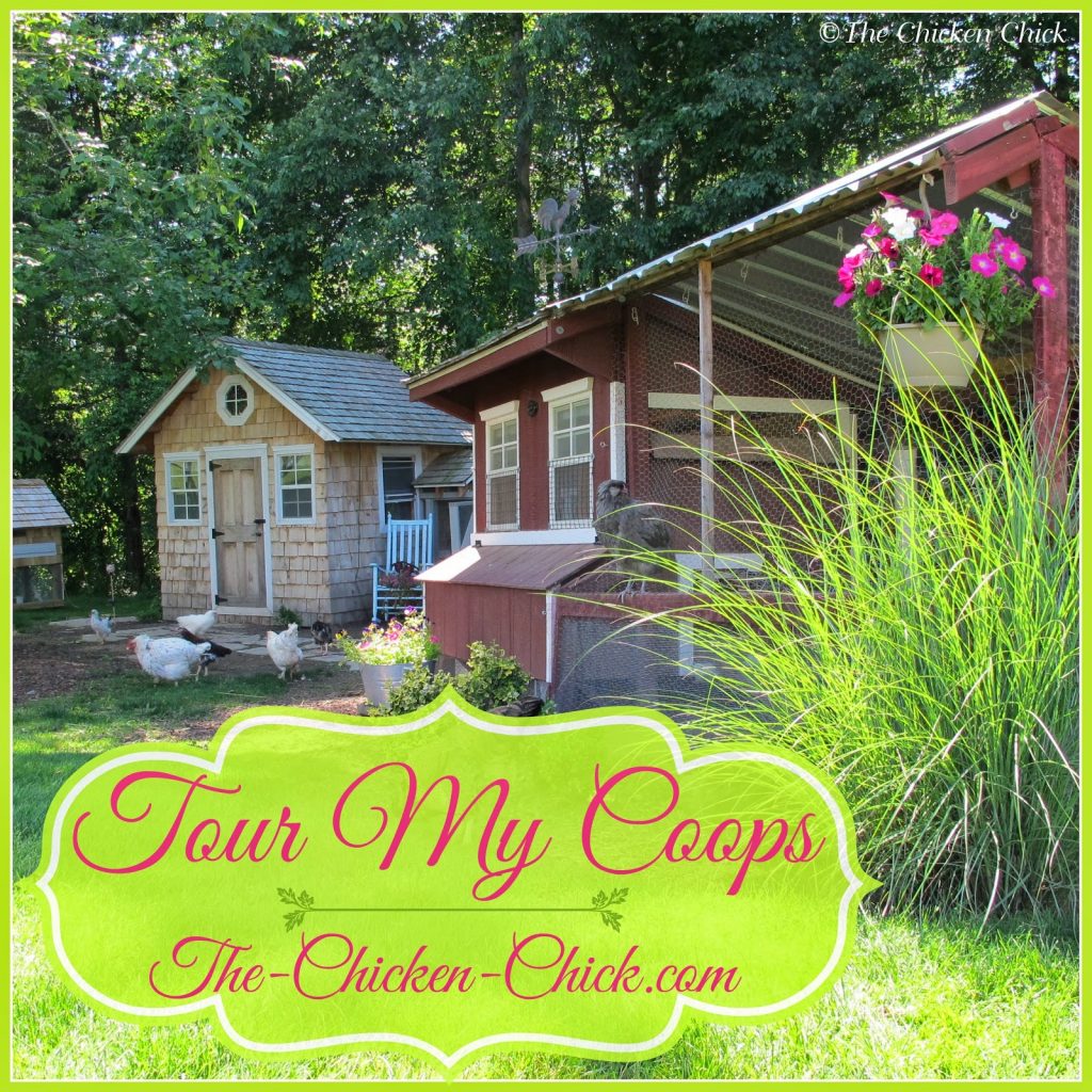 Virtual Tour de Coop The Chicken Chick®