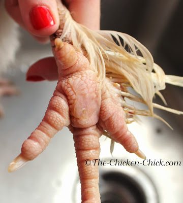 BUMBLEFOOT in Chickens: Causes & treatment. **WARNING: Graphic Photos** Foot after treatment for bumblefoot