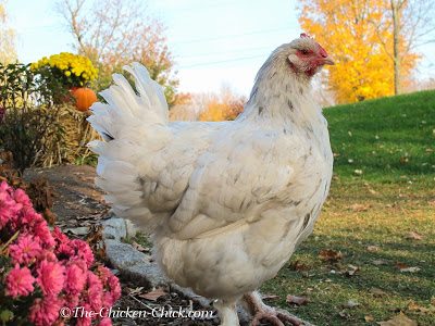 BUMBLEFOOT in Chickens: Causes & treatment. **WARNING: Graphic Photos** Marans hen who is a bumblefoot frequent flyer