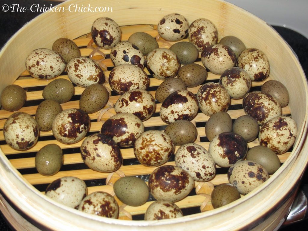 Coturnix quail eggs take only 6 minutes to steam to hard-cooked stage. Coturnix quail eggs take only 6 minutes to steam to hard-cooked stage.
