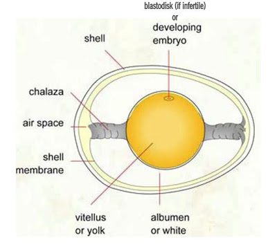 Basic Egg Anatomy Basic Egg Anatomy