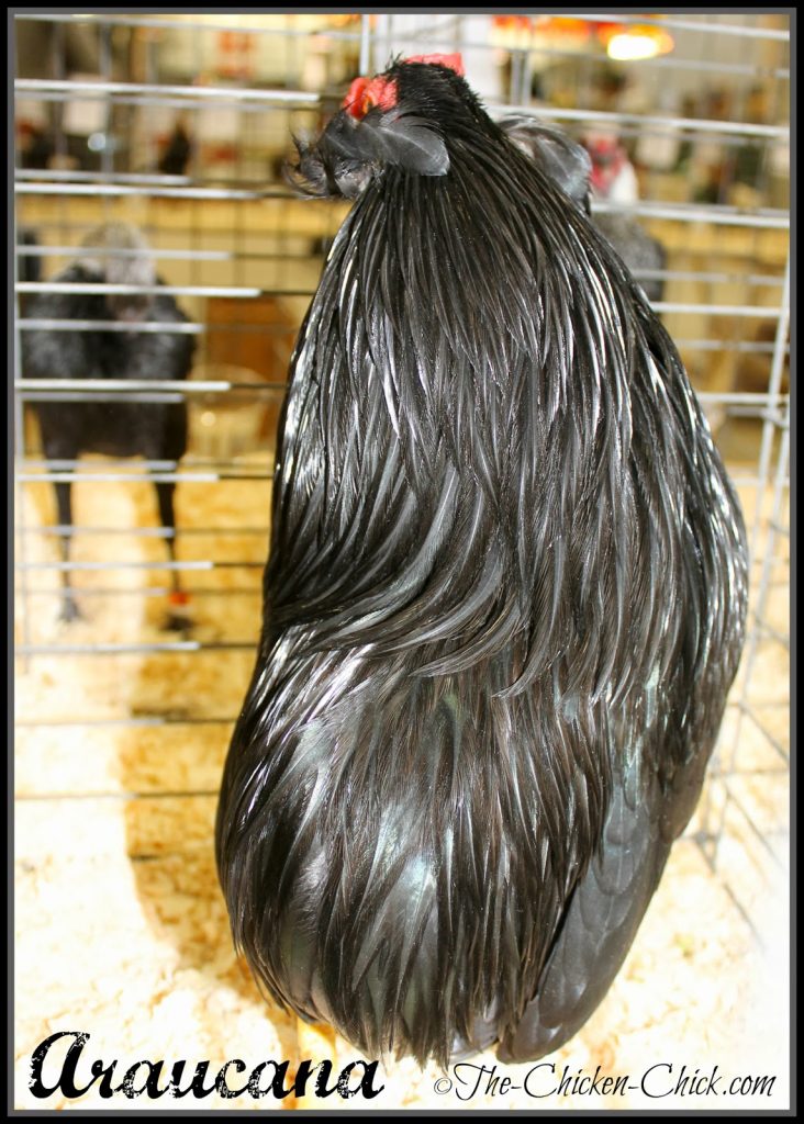 This Araucana rooster is rumpless and double tufted. This Araucana rooster is rumpless and double tufted.