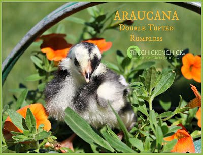 5 day old black Araucana chick via www.The-Chicken-Chick.com 5 day old black Araucana chick via www.The-Chicken-Chick.com