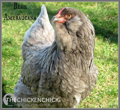 While Ameraucanas are more common in the United States than Araucanas, they are available only through reputable breeders, regardless of advertisements by hatcheries and other large-scale, distribution sources. If you are in the market for Ameraucanas and see an advertisement for "Americanas," be forewarned: there is no such breed. While Ameraucanas are more common in the United States than Araucanas, they are available only through reputable breeders, regardless of advertisements by hatcheries and other large-scale, distribution sources. If you are in the market for Ameraucanas and see an advertisement for "Americanas," be forewarned: there is no such breed.