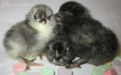 Day old Olive Egger chicks (Black Copper Marans x Ameraucana) Day old Olive Egger chicks (Black Copper Marans x Ameraucana)