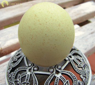 Egg from an Olive Egger hen. Egg from an Olive Egger hen