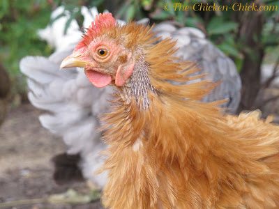 There are a few things that can be done to help chickens get through a molt a little bit easier: limit handling of molting chickens to keep stress and discomfort to a minimum