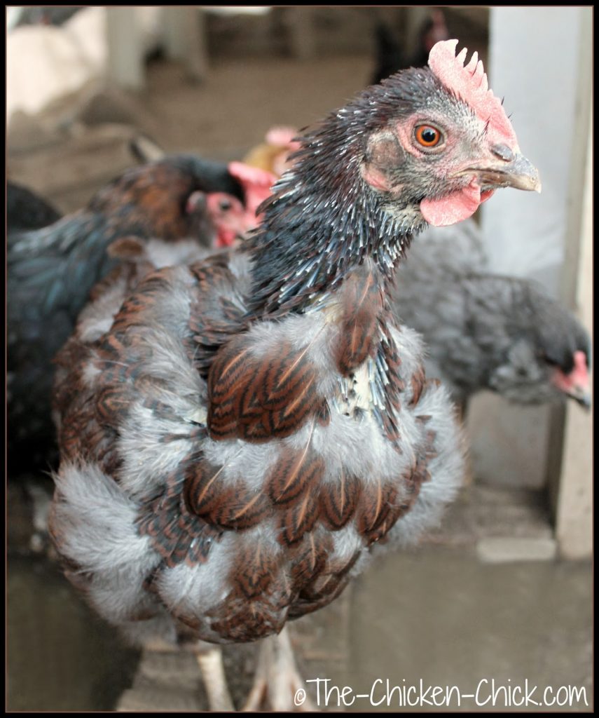 There are a few things that can be done to help chickens get through a molt a little bit easier: There are a few things that can be done to help chickens get through a molt a little bit easier: