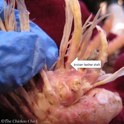 A bird with a bleeding pin feather should be removed from the flock for treatment and their own safety; if not removed from the flock, other birds can pick at the wound, making it worse and endangering the bird's life. The injured area should be washed and assessed. If the bleeding has stopped, soaking feet in a tub or sink of warm water, then clean with Vetericyn Wound & Infection spray or antibiotic ointment and keep the bird separate from the flock until fully healed. A bird with a bleeding pin feather should be removed from the flock for treatment and their own safety; if not removed from the flock, other birds can pick at the wound, making it worse and endangering the bird's life. The injured area should be washed and assessed. If the bleeding has stopped, soaking feet in a tub or sink of warm water, then clean with Vetericyn Wound & Infection spray or antibiotic ointment and keep the bird separate from the flock until fully healed.