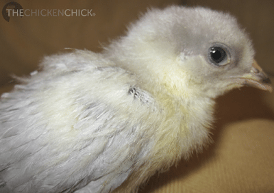 Chickens experience two, juvenile or "mini molts" as I like to call them, before a their first annual molt. The first mini molt begins at 6-8 days old and is complete by approximately 4 weeks when the chick's down is replaced by its first feathers. Chickens experience two, juvenile or "mini molts" as I like to call them, before a their first annual molt. The first mini molt begins at 6-8 days old and is complete by approximately 4 weeks when the chick's down is replaced by its first feathers.