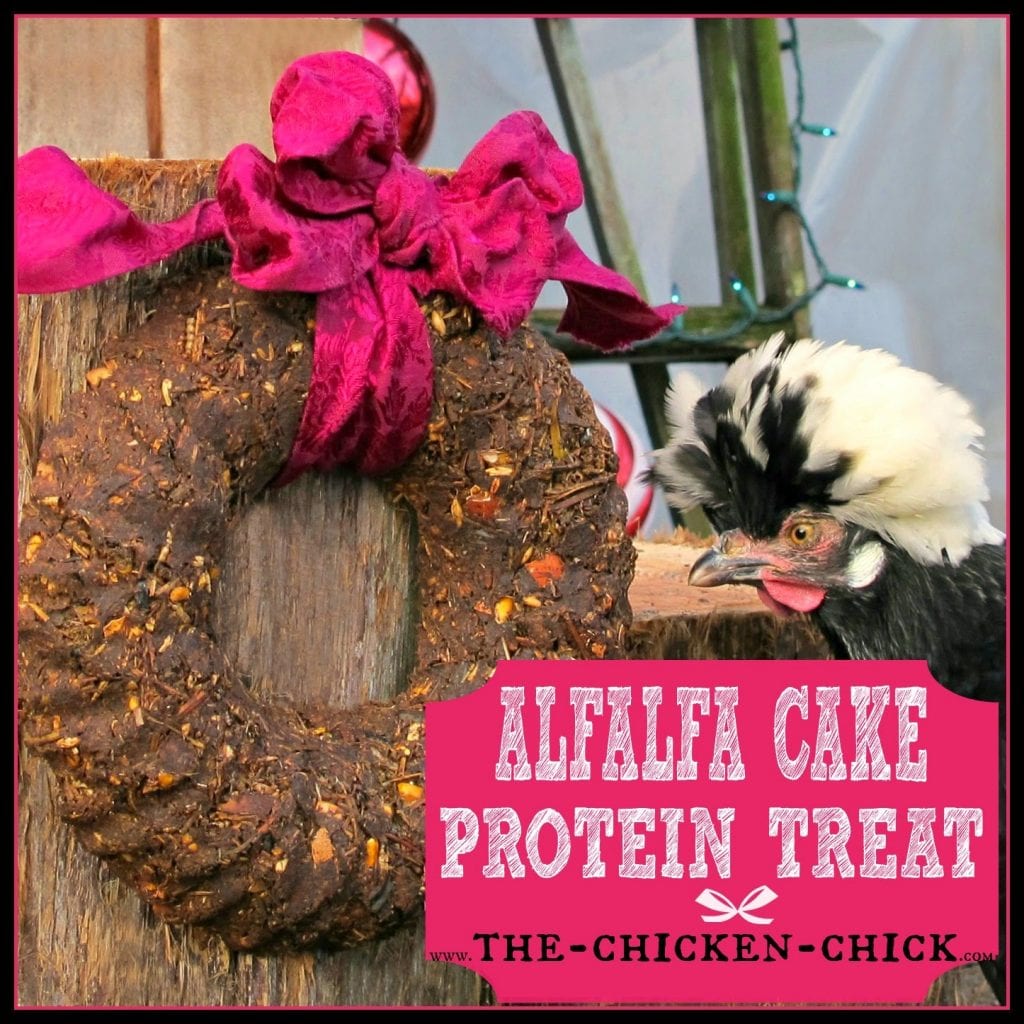 Homemade Alfalfa cake protein treats are a great supplement to a molting chicken's diet. Homemade Alfalfa cake protein treats are a great supplement to a molting chicken's diet.