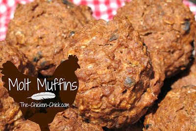 Homemade molt muffins are a great supplement to a molting chicken's diet. Homemade molt muffins are a great supplement to a molting chicken's diet.