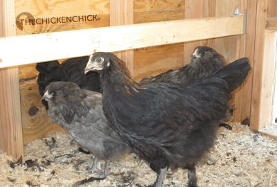 A chicken's second mini molt occurs between 7-12 weeks old when its first feathers are replaced by its second feathers. It is at this time that a rooster's distinguishing, ornamental feathers will appear. A chicken's second mini molt occurs between 7-12 weeks old when its first feathers are replaced by its second feathers. It is at this time that a rooster's distinguishing, ornamental feathers will appear.