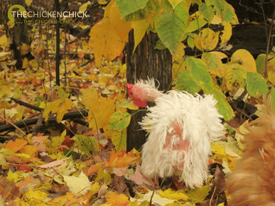 While molting occurs at fairly regular intervals for each chicken, it can occur at any time due to lack of water, food or sudden change in normal lighting conditions. Broody hens molt furiously after their eggs have hatched as they return to their normal eating and drinking routines. While molting occurs at fairly regular intervals for each chicken, it can occur at any time due to lack of water, food or sudden change in normal lighting conditions. Broody hens molt furiously after their eggs have hatched as they return to their normal eating and drinking routines.