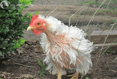 Molting is the natural shedding of old feathers and growth of new ones. Chickens molt in a predictable order beginning at the head and neck, proceeding down the back, breast, wings and tail. While molting occurs at fairly regular intervals for each chicken, it can occur at any time due to lack of water, food or sudden change in normal lighting conditions. Broody hens molt furiously after their eggs have hatched as they return to their normal eating and drinking routines. Molting is the natural shedding of old feathers and growth of new ones. Chickens molt in a predictable order beginning at the head and neck, proceeding down the back, breast, wings and tail. While molting occurs at fairly regular intervals for each chicken, it can occur at any time due to lack of water, food or sudden change in normal lighting conditions. Broody hens molt furiously after their eggs have hatched as they return to their normal eating and drinking routines.