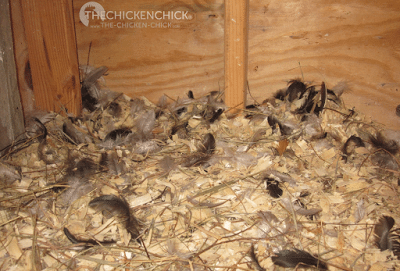 A chicken's second mini molt occurs between 7-12 weeks old when its first feathers are replaced by its second feathers. It is at this time that a rooster's distinguishing, ornamental feathers will appear. A chicken's second mini molt occurs between 7-12 weeks old when its first feathers are replaced by its second feathers. It is at this time that a rooster's distinguishing, ornamental feathers will appear.