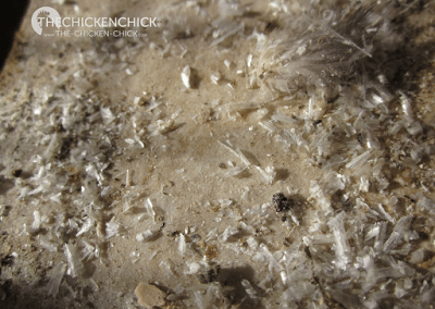 A waxy-type casing surrounds each new feather and either falls off or is removed by a preening chicken. The feather within then unfurls and the inner vein dries up (the shaft is then known as a quill). Lots of shaft casings are visible on the droppings board in this photo: A waxy-type casing surrounds each new feather and either falls off or is removed by a preening chicken. The feather within then unfurls and the inner vein dries up (the shaft is then known as a quill). Lots of shaft casings are visible on the droppings board in this photo: