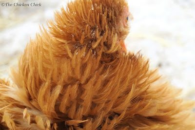 A waxy-type casing surrounds each new feather and either falls off or is removed by a preening chicken. The feather within then unfurls and the inner vein dries up (the shaft is then known as a quill). Lots of shaft casings are visible on the droppings board in this photo: A waxy-type casing surrounds each new feather and either falls off or is removed by a preening chicken. The feather within then unfurls and the inner vein dries up (the shaft is then known as a quill). Lots of shaft casings are visible on the droppings board in this photo: