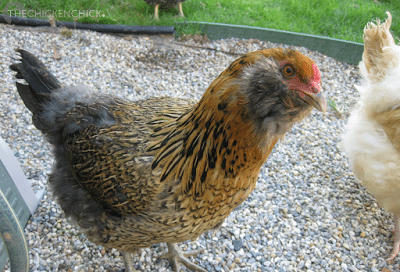 All chickens will molt annually, their first annual molt generally occurring around 16-18 months of age. During a molt, chickens will lose their feathers and grow new ones. All chickens will molt annually, their first annual molt generally occurring around 16-18 months of age. During a molt, chickens will lose their feathers and grow new ones.