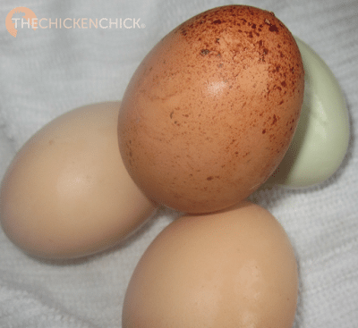 This egg was laid by one of my Blue Splash Marans. The colored flecks could be rubbed off very easily. This egg was laid by one of my Blue Splash Marans. The colored flecks could be rubbed off very easily.