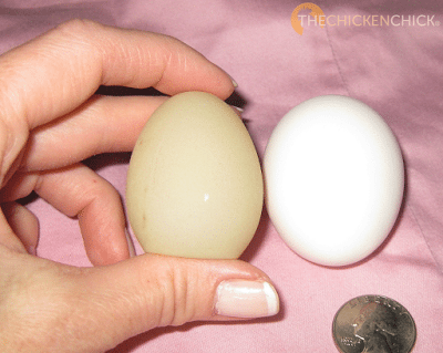 I call soft-shelled eggs rubber eggs because the membrane is soft and pliable. Commonly produced by new layers, caused by stress, an immature shell gland, a nutritional deficiency or a glitch in the uterus, aka: shell gland. To find them occasionally is no cause for concern, to find them regularly can indicate a calcium, phosphorous or vitamin D deficiency. High temperatures can also cause thin-shelled eggs due the hen's decreased ability to store calcium in hot weather. I call soft-shelled eggs rubber eggs because the membrane is soft and pliable. Commonly produced by new layers, caused by stress, an immature shell gland, a nutritional deficiency or a glitch in the uterus, aka: shell gland. To find them occasionally is no cause for concern, to find them regularly can indicate a calcium, phosphorous or vitamin D deficiency. High temperatures can also cause thin-shelled eggs due the hen's decreased ability to store calcium in hot weather.