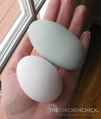 This double yolked egg was laid by my Easter Egger, Esther. This double yolked egg was laid by my Easter Egger, Esther.