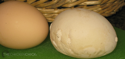 Flat egg. Flat egg.
