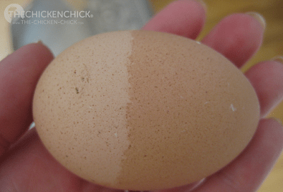 Uneven shell coloring results from the uneven distribution of pigment as the egg passes through the oviduct. Sometimes an egg is stalled for a time in the uterus, which allows more time for pigment to be applied. Uneven shell coloring results from the uneven distribution of pigment as the egg passes through the oviduct. Sometimes an egg is stalled for a time in the uterus, which allows more time for pigment to be applied.