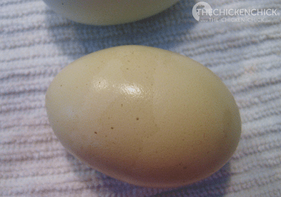 This camouflage egg was laid in the heat of the summer by my Easter Egger, Esther, who generally lays an khaki colored egg. This camouflage egg was laid in the heat of the summer by my Easter Egger, Esther, who generally lays an khaki colored egg.