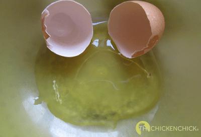 Egg with no yolk, see tissue fragment at 3 o'clock in this picture. Egg with no yolk, see tissue fragment at 3 o'clock in this picture.