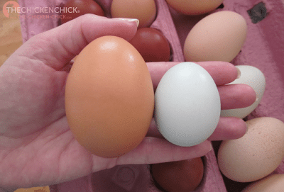 This is the 95 gram egg next to an average Ameraucana egg. This is the 95 gram egg next to an average Ameraucana egg.