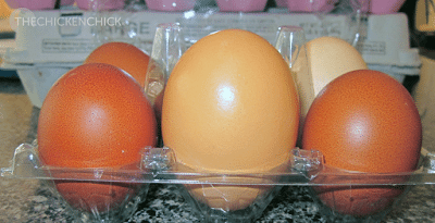 Eggs of unusually large size ordinarily contain double yolks and the hen's reproductive system accommodates for the anomaly by working overtime to generate these monstrosities. Eggs of unusually large size ordinarily contain double yolks and the hen's reproductive system accommodates for the anomaly by working overtime to generate these monstrosities.