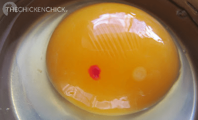 Both a spot and a blastoderm are visible on this fertile egg. Both a spot and a blastoderm are visible on this fertile egg.
