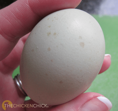 This spotted egg was laid by one of my Easter Eggers. This spotted egg was laid by one of my Easter Eggers.