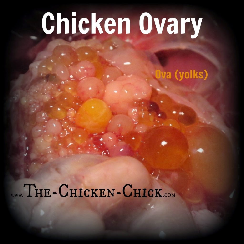 This is the ovary of a hen, showing ova (yolks) in various stages of development during a post mortem exam. This is the ovary of a hen, showing ova (yolks) in various stages of development during a post mortem exam.