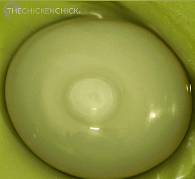 Feeding cottonseed meal to hens can cause green egg yolks and/or pink whites. These eggs are perfectly edible, but may be visually off-putting. Feeding cottonseed meal to hens can cause green egg yolks and/or pink whites. These eggs are perfectly edible, but may be visually off-putting.