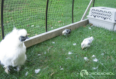 As a maternity ward for mama hen and her chicks: As a maternity ward for mama hen and her chicks: