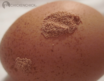 Egg shells can have different textures causes by a range of things from excess calcium intake (pimpled eggs) to double-ovulation, disease, defective shell gland or rapid changes in lighting conditions (sandpaper eggs). As long as these types of eggs are found infrequently, there is no cause for concern. Egg shells can have different textures causes by a range of things from excess calcium intake (pimpled eggs) to double-ovulation, disease, defective shell gland or rapid changes in lighting conditions (sandpaper eggs). As long as these types of eggs are found infrequently, there is no cause for concern.
