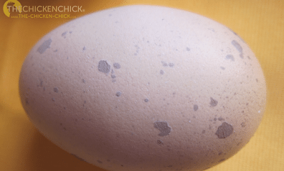 Spots on this brown egg appear purple due to the uneven distribution of brown pigment. Spots on this brown egg appear purple due to the uneven distribution of brown pigment.