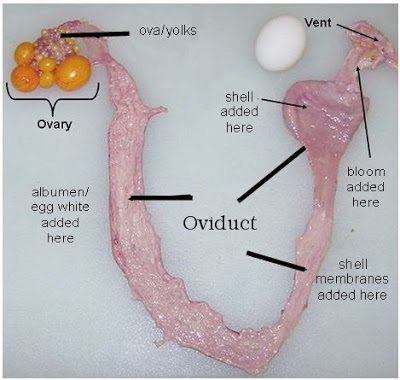 A hen's reproductive system consists of an ovary and oviduct (a long tube with several parts that have different jobs) A hen's reproductive system consists of an ovary and oviduct (a long tube with several parts that have different jobs)