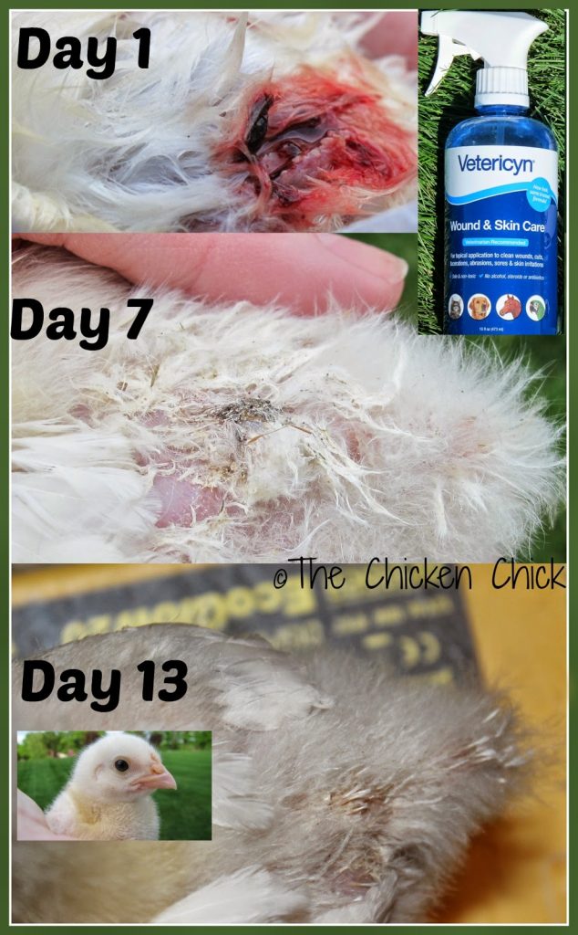 Chicken First Aid Kit & SickBay. Be prepared. The Chicken Chick®